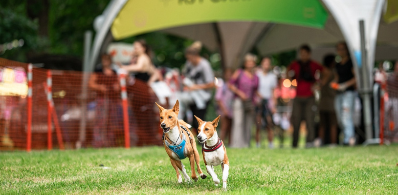 Фестиваль Petshop Days в Воронцово!